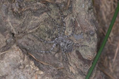 Réf. 261 620 : Philodromus margaritatus